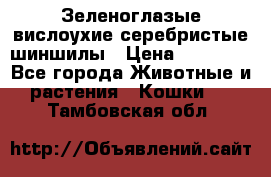 Зеленоглазые вислоухие серебристые шиншилы › Цена ­ 20 000 - Все города Животные и растения » Кошки   . Тамбовская обл.